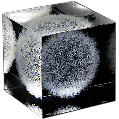 Rhinovirus cube